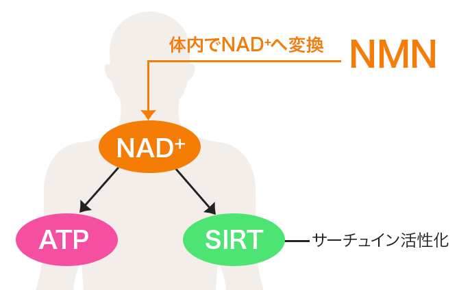 体内でNAD+へ変換